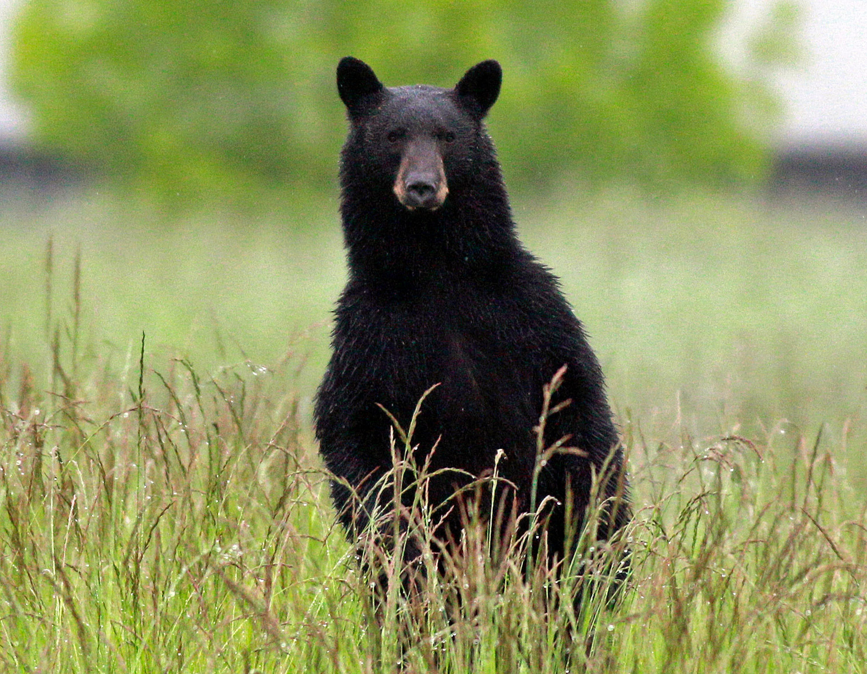 Black bears 101: What you need to know 